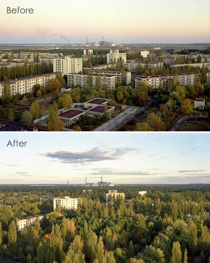  У Чорнобилі природа виграє битву проти цивілізації