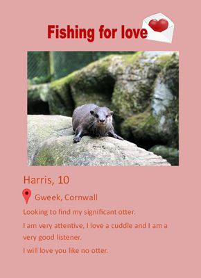Профіль Гарріса на сайті «Fishing for Love» / Фото: Cornwall Seal Sanctuary
