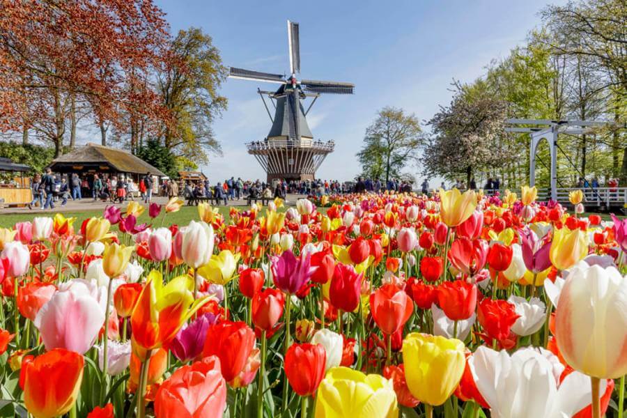 Головними героями парку “Кьокенгоф” є знамениті тюльпани, які вирощують у Нідерландах уже понад 400 років.