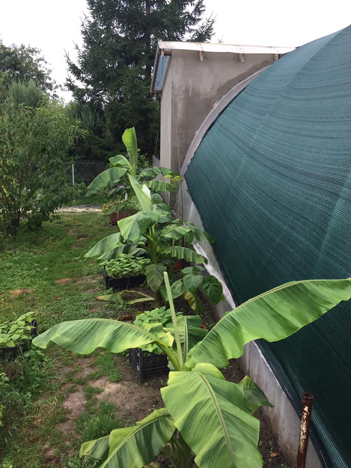 Фото з бананової ферми
