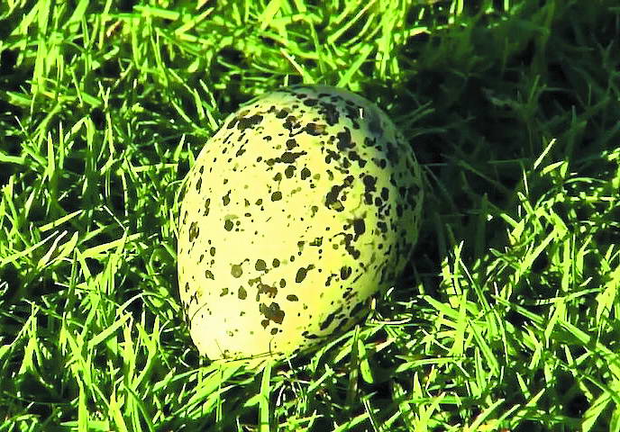 На футбольному полі часом замість м’яча з’являються пташині яйця...