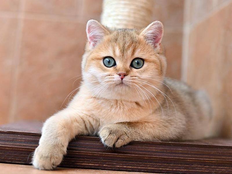 Чотиримісячне кошенятко золотої шиншили коштує понад 8 тисяч гривень